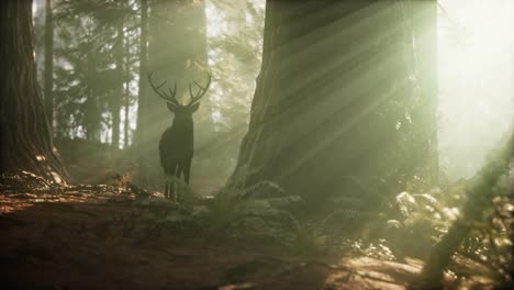 beautiful deer in the forest with amazing lights at morning