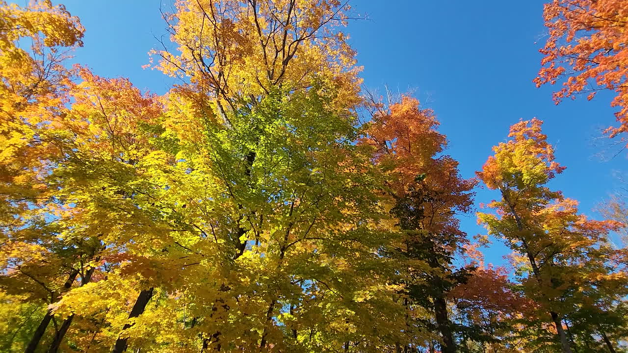회전하는 카메라는 가을의 잎을 들고 있는 나무와 그것을 통해 반사되는 햇빛을 바라보며 낮은 각도로 위쪽으로 쏘아 올린다, algonquin 주립 공원, 온타리오, 캐나다