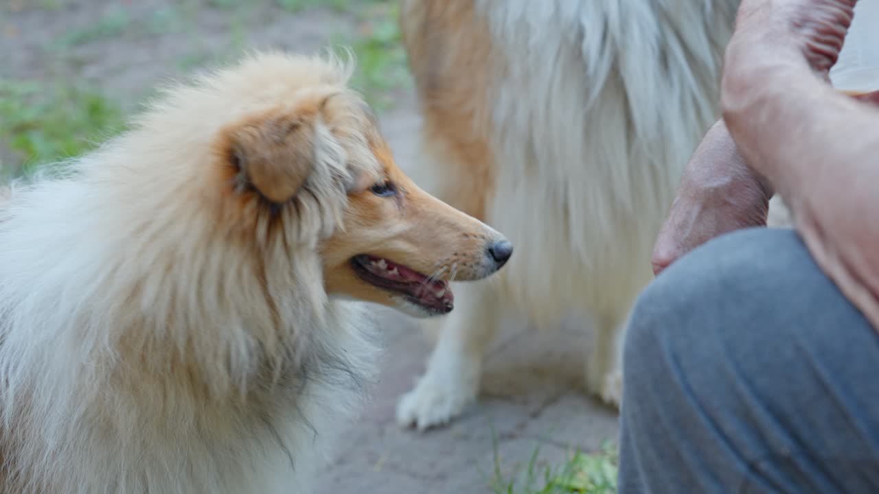 familia de collie áspero sentado cerca del maestro al aire libre