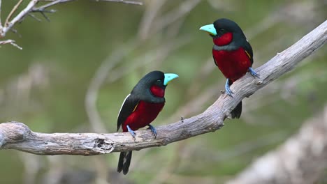 black-and-red broadbill, cymbirhynchus macrorhynchos, kaeng krachan, thailand