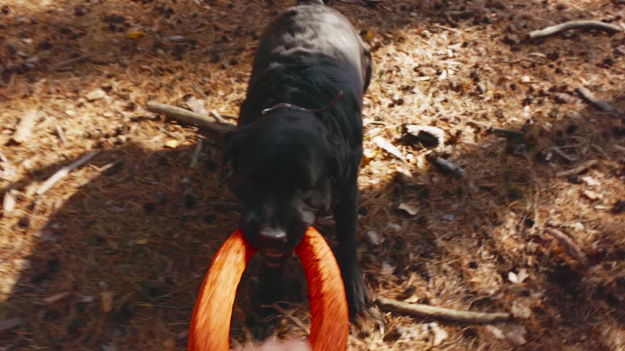 Svart labradorvalp leker dragkamp med ägaren i skogen
