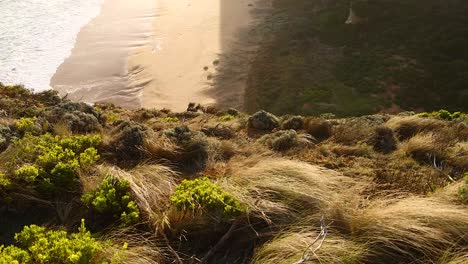 waves crashing on beach with coastal vegetation