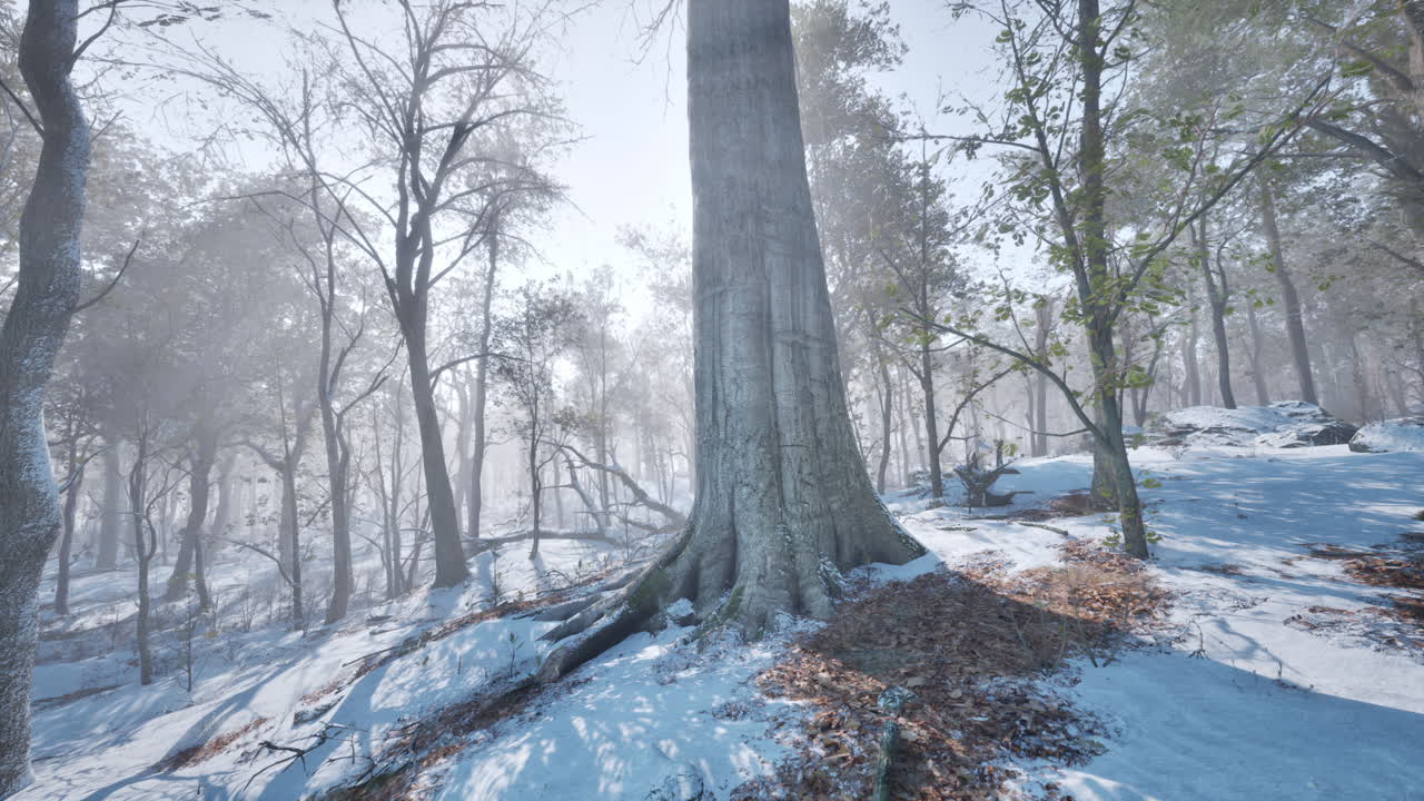 겨울의 숲 풍경: 마법과 평화, 눈 인 숲