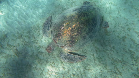 gran tortuga en busca de comida en el fondo del mar