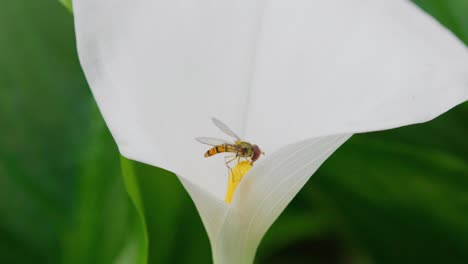un insecto recogiendo polen de una gran flor de lirio blanco en verano