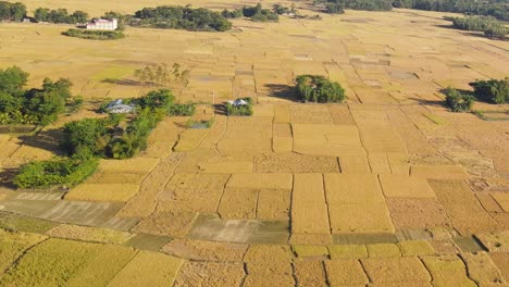 Panoramic-aerial-view-of-rice-paddy-farmland-fields,-Bangladesh