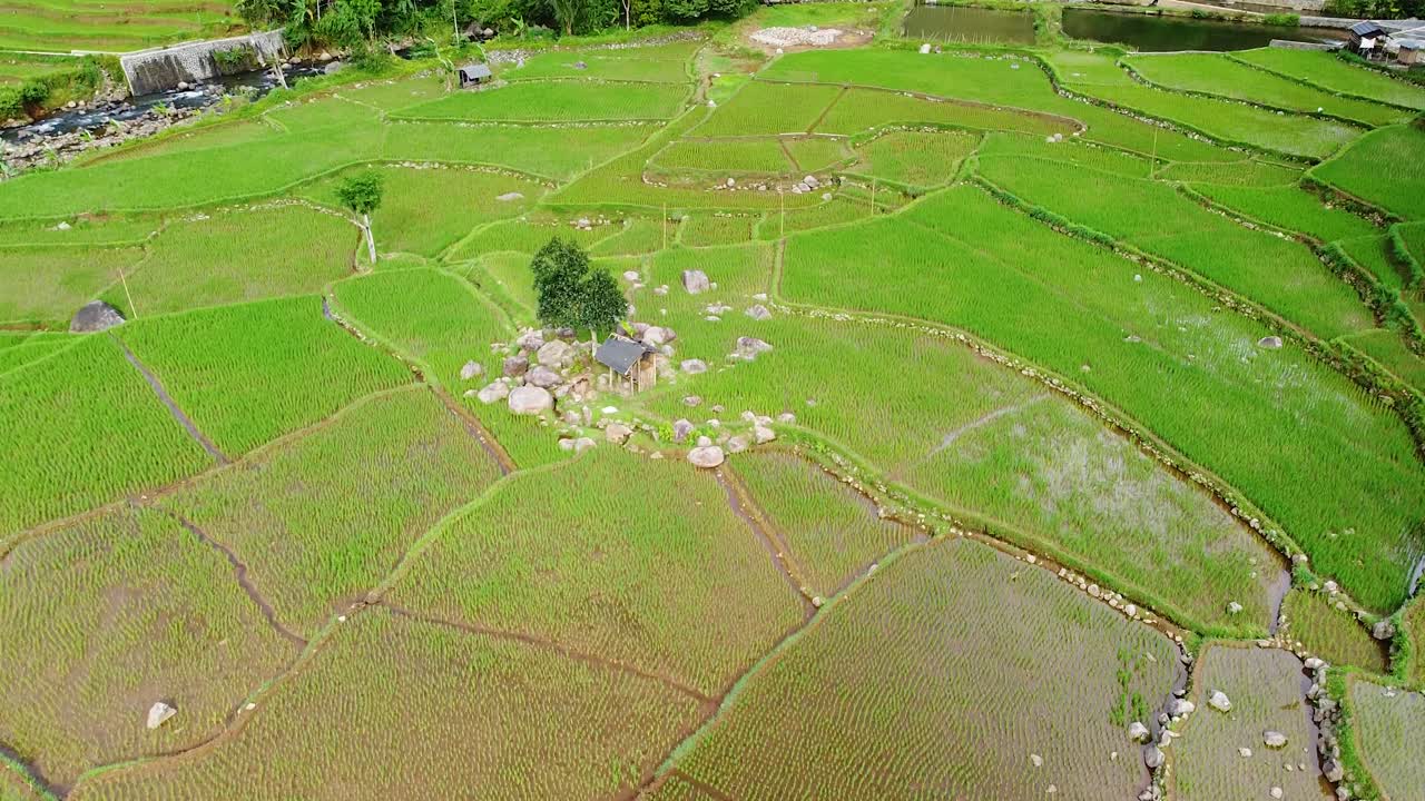 disparo de drones subiendo a la cima, extensión de campos de arroz verde durante el día