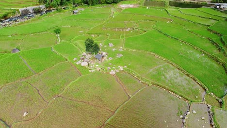 Disparo-De-Drones-Subiendo-A-La-Cima,-Extensión-De-Campos-De-Arroz-Verde-Durante-El-Día