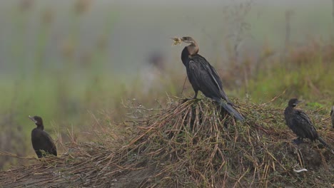 Orientalischer-Schlangenhalsvogel-Und-Kleine-Kormorane-Am-Morgen