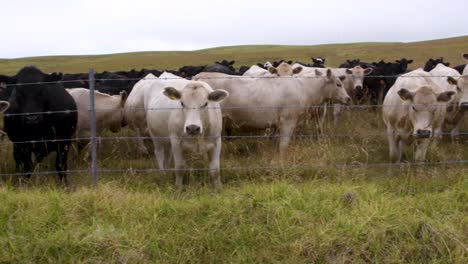 medium shot of cows staring at the camera