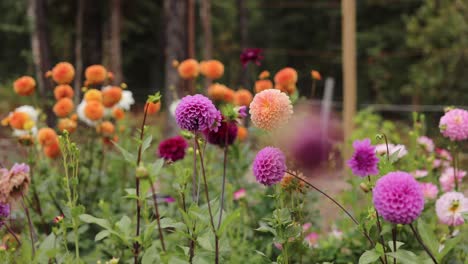 Dahlienblüten-Im-Garten-Aus-Nächster-Nähe