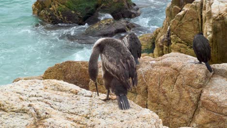 asombroso cormorán negro posado sobre rocas limpiando sus plumas