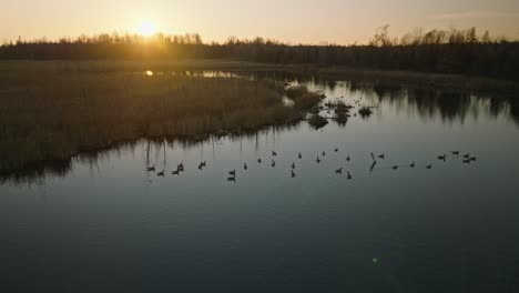 group of canadian geese swimming on a calm pond in late fall during migration season at sunset