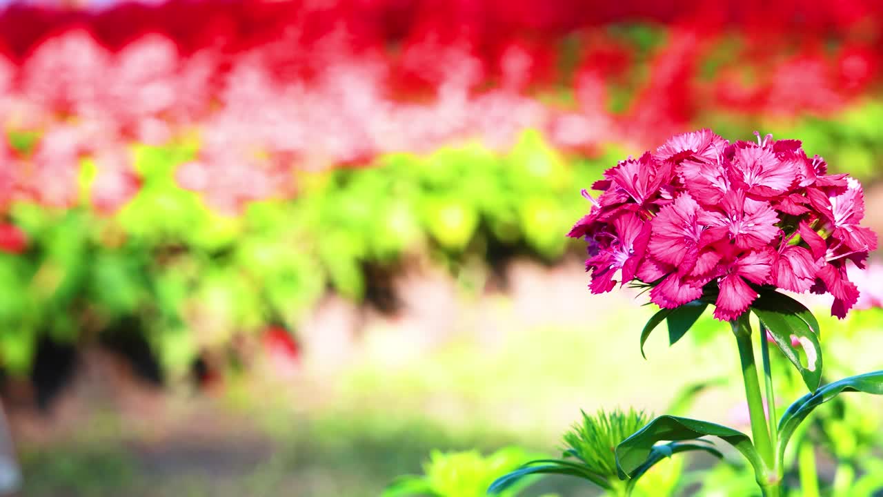 A butterfly gracefully flutters around a vivid pink flower against a colorful, blurred garden background