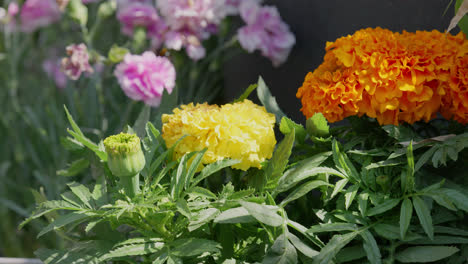 summer garden scene with brightly colored orange, yellow and pink flowers and lush green foliage