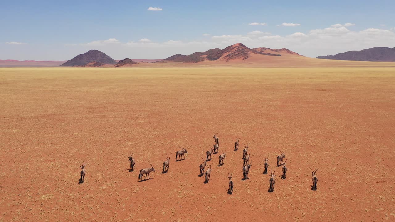 Aerial over herd of oryx antelope wildlife walking across dry empty savannah and plains of Africa near the Namib Desert Namibia 2
