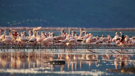 Gran-Grupo-De-Hermosos-Flamencos-Reunidos-Junto-A-Un-Lago-Reflectante-Durante-La-Puesta-De-Sol-En-Kenia,-áfrica