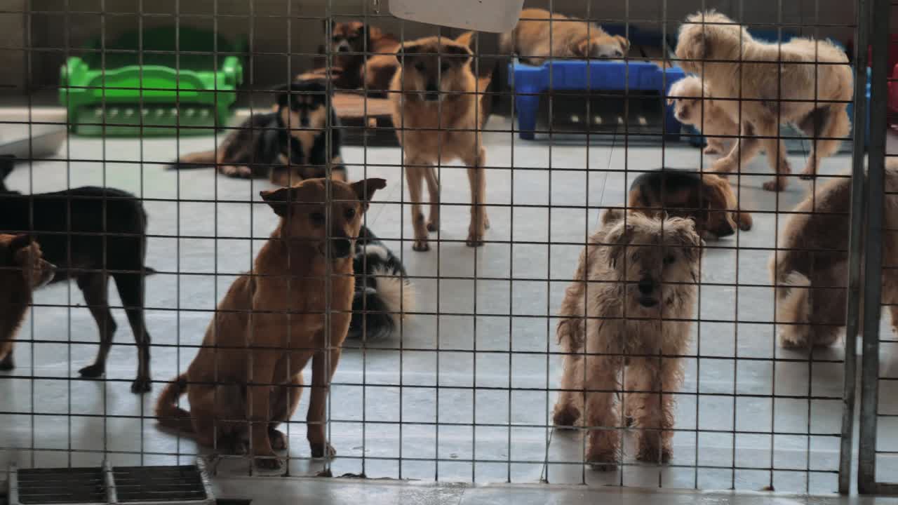 Sad dogs in shelter behind fence waiting to be rescued and adopted to new home. Shelter for animals concept