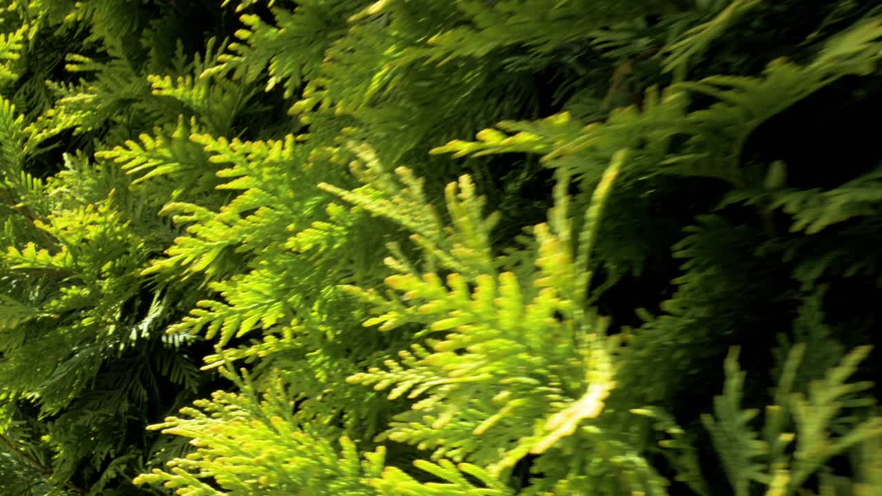 крупный план нестриженой живой изгороди