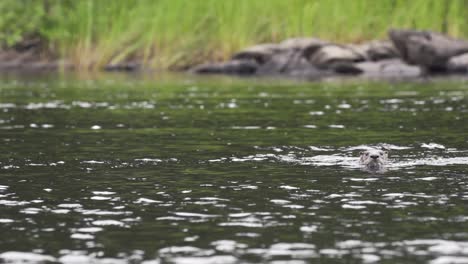 Flussotter-Kommt-Ins-Und-Aus-Dem-Wasser