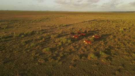 Cows-grazing-on-lands-around-Punta-del-Diablo-at-sunset,-Uruguay