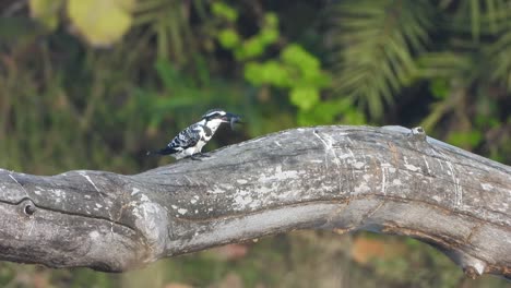 pied kingfisher eating fish on pond area