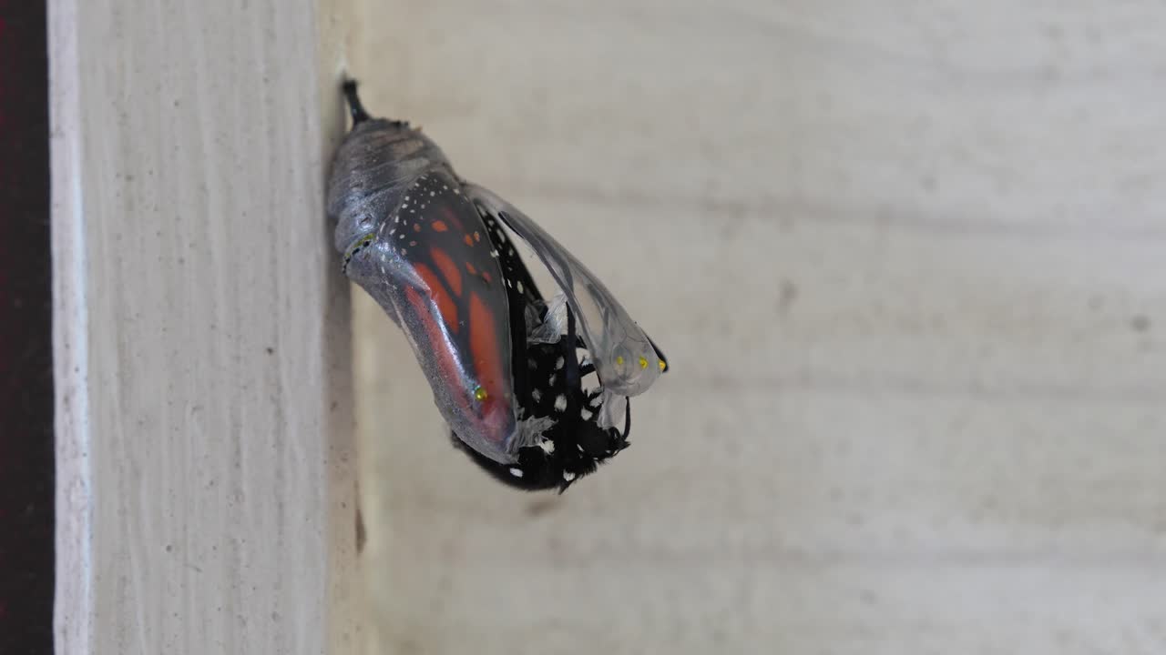 Monarch Butterfly hatching from a cocoon sped up