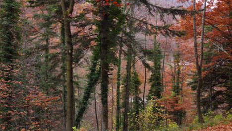 árboles-Del-Bosque-De-Otoño-Follaje-Amarillo-Y-Rojo,-Vista-Aérea-Del-Bosque-En-Temporada-De-Otoño,-Parque-Natural-Colorido