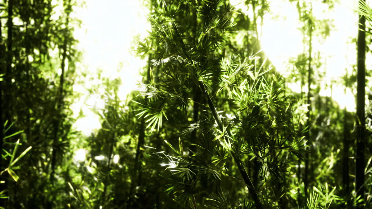 Lush green bamboo forest with sunlight filtering through the canopy