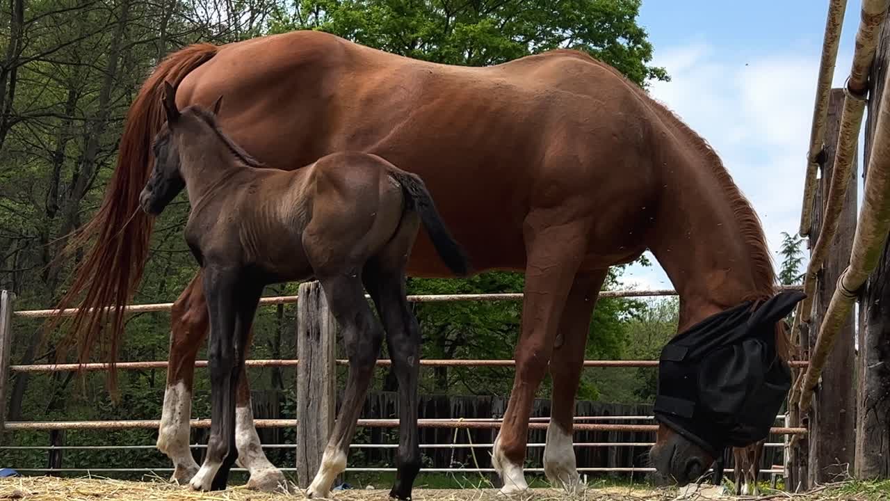 Bedårende føl og hoppemor på en ranch.