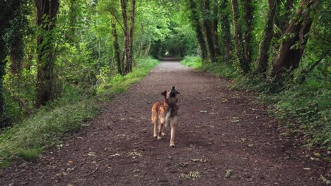 perro en un camino del bosque atrapando una pelota púrpura, cámara lenta