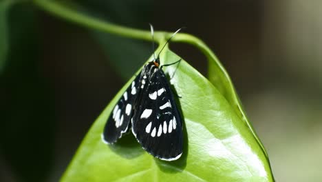 Mariposa-Negra-Posada-En-Una-Rama-En-El-Bosque-Salvaje