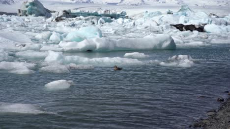 Pato-Nadando-Entre-Icebergs-En-La-Laguna-Glaciar-Jokulsarlon,-Islandia