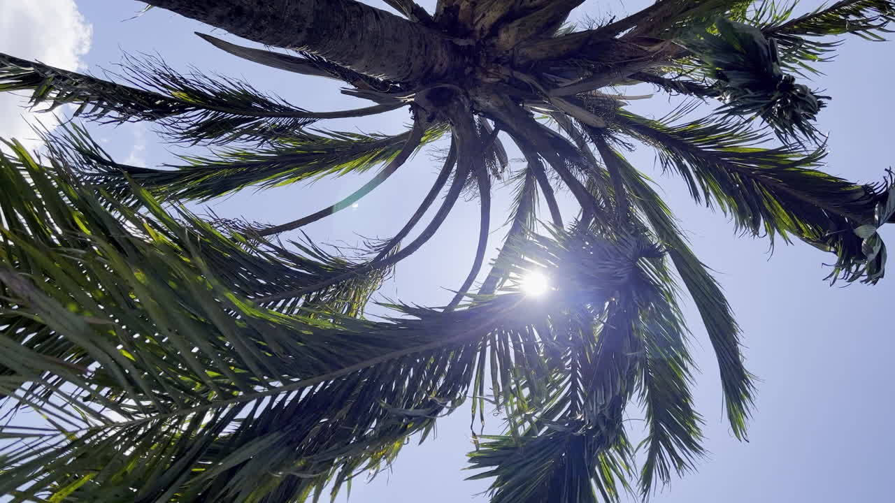 Bottom-up view of a palm tree against the sun swaying in the wind. Sun glare between the branches