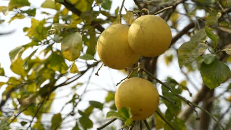 Reifer-Und-Grüner-Pomelo-Obstbaum-Im-Garten