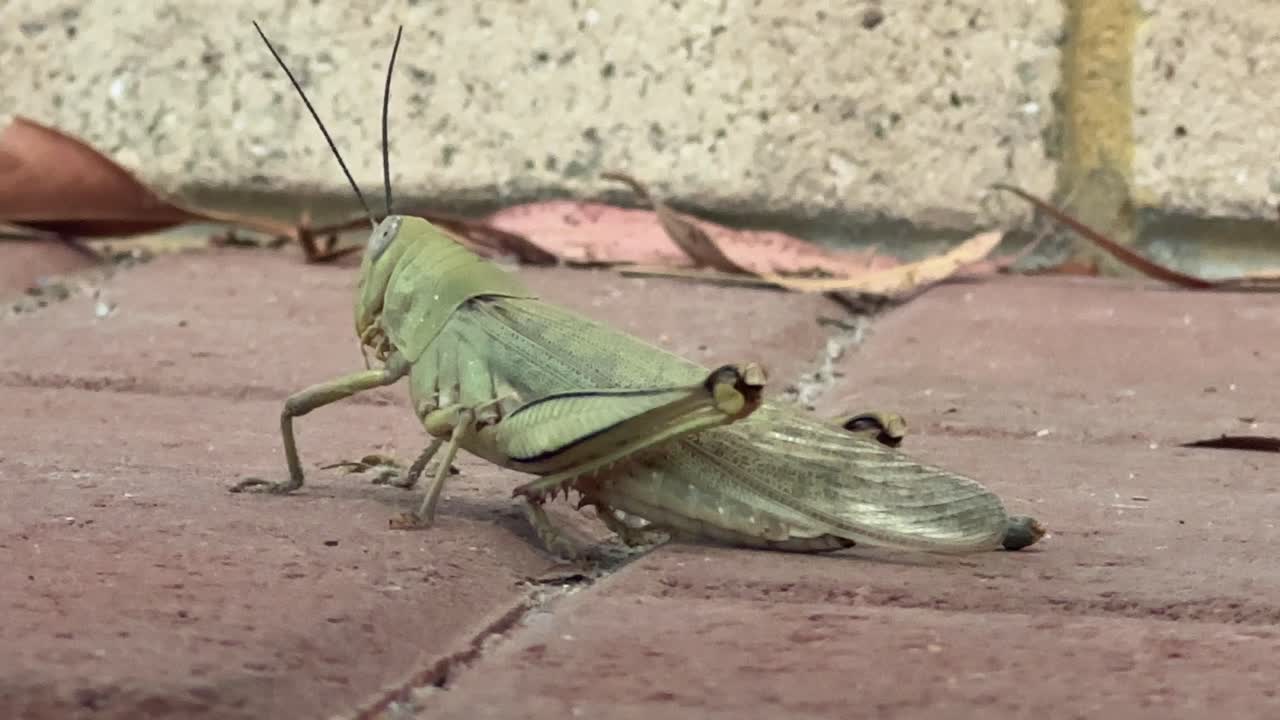 Large green grasshopper extreme closeup crouching into position on red paving
