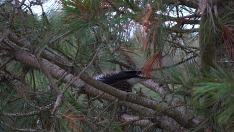 Spotted-nutcracker-hacks-at-pine-cone-up-in-a-tree