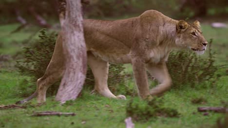 lioness prowling 03