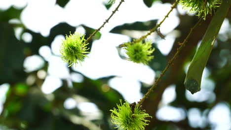 primer plano de lichis inmaduros colgando del árbol