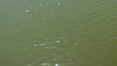 soft natural light reflects off the gently rippling surface of greenish water, creating subtle sparkles and undulating motion that evoke tranquility, warmth, and the quiet rhythm of nature