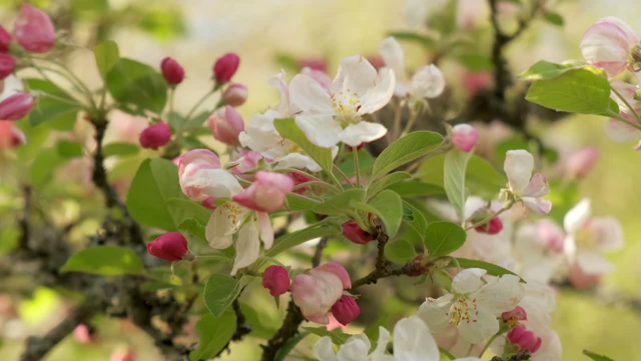 Beautiful detail of a white crab apple tree in bloom during early spring in slow motion in Vosges France