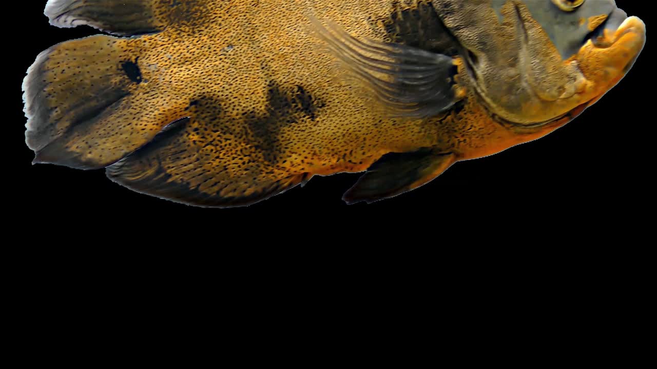 амазонская тропическая рыба - тигр оскар, черный фон, хроматический ключ