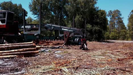 troncos alrededor del cargador en el bosque de florida