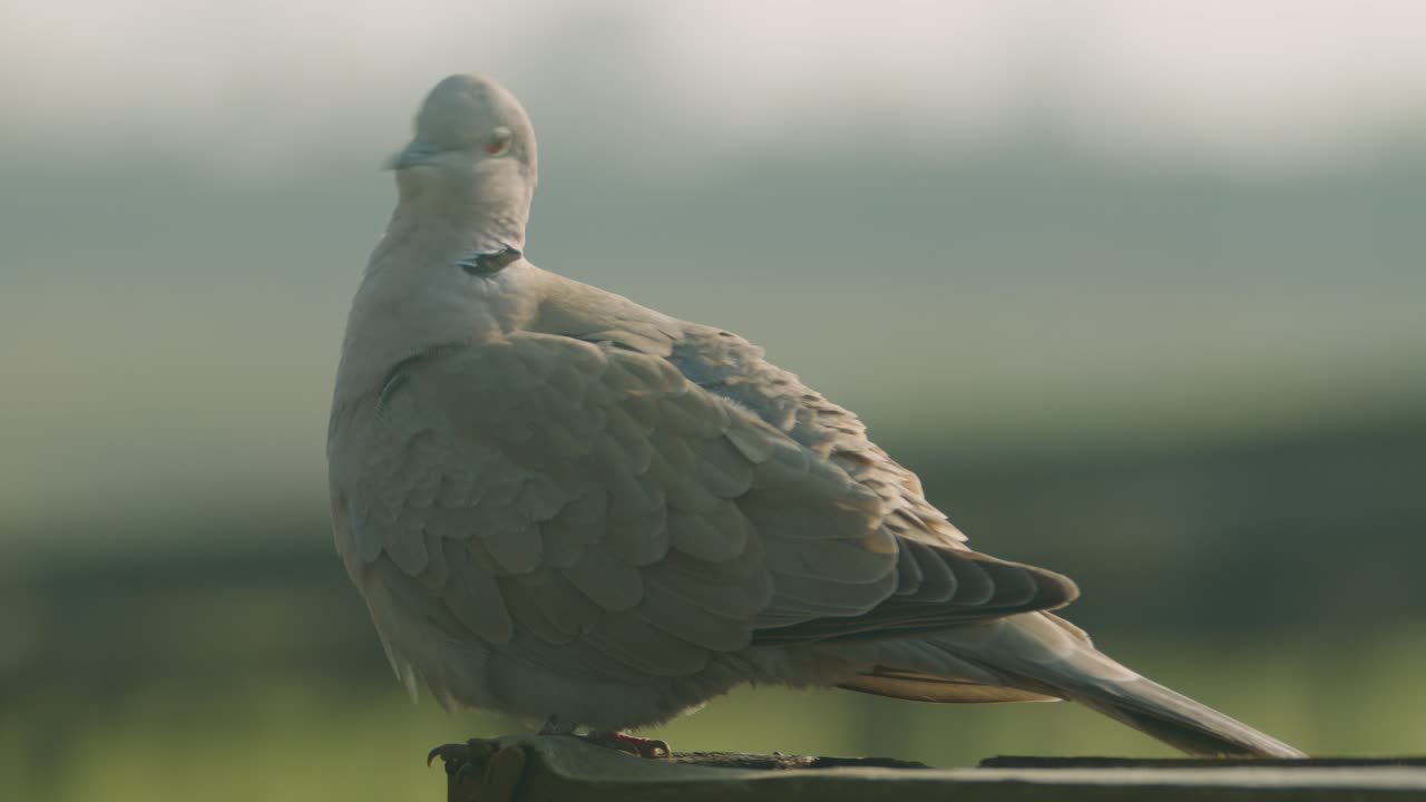 Close up side view shot of collared dove finishing preening. Static
