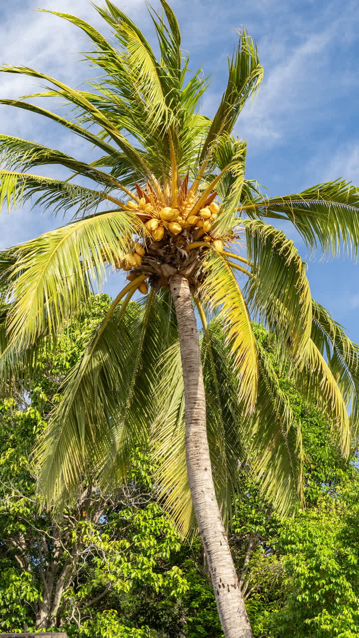 palm trees and tropical rainforest in vertical