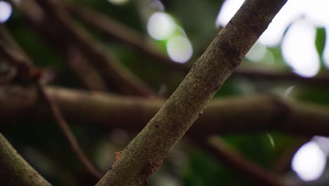 Ants-walking-on-tree-trunks