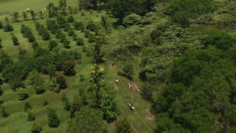 Montar-A-Caballo-En-La-Jungla-Tropical-Panorámica-Aérea-Tiro-4k