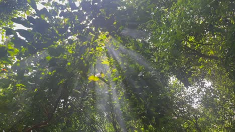 bright sunbeam shining through tree canopy