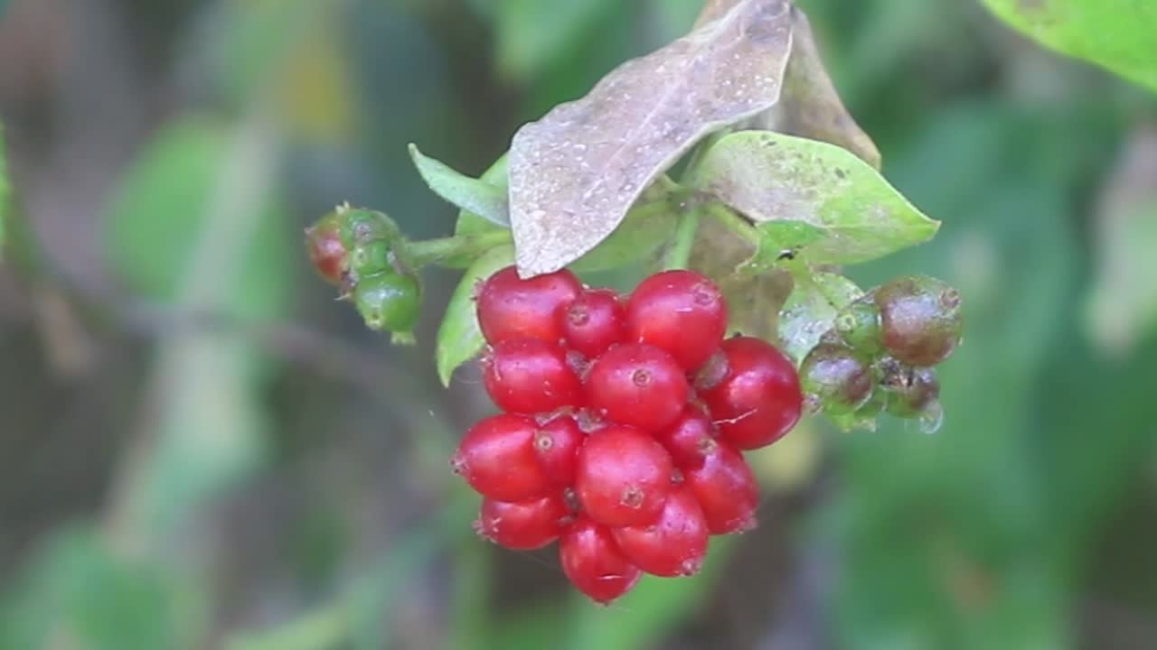 A cluster of honeysuckle red berries