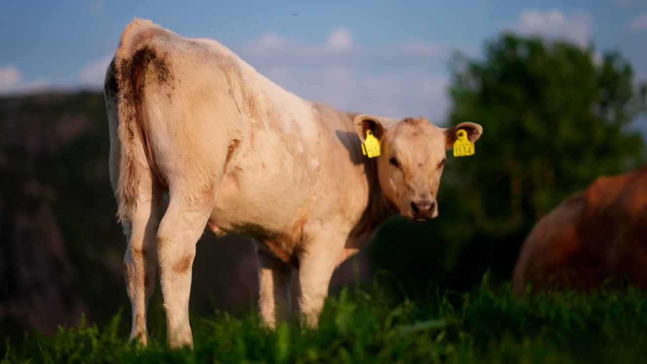 Giovane mucca da carne bianca Aberdeen Angus con marche auricolari pascola al tramonto.